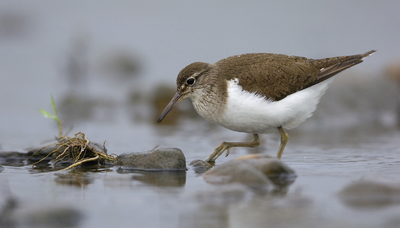 Découverte des oiseaux au réservoir de Panthier